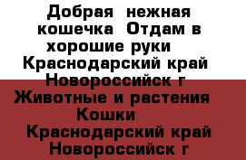 Добрая, нежная кошечка. Отдам в хорошие руки. - Краснодарский край, Новороссийск г. Животные и растения » Кошки   . Краснодарский край,Новороссийск г.